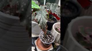 Begonia are so underrated Stunning houseplants indoorplants plants plantcare houseplantlover [upl. by Aseral71]