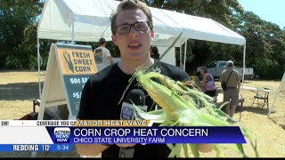 Chico State University Farm is selling corn [upl. by Estren]