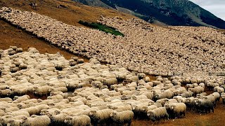 COMO INICIAR UMA CRIAÇÃO DE OVINOS  RECRIA LEITE OU CARNE [upl. by Gonsalve]