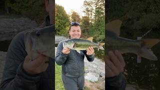 BFS reel and Jackall fishspecies bassfishing fishing bfsreel bfsfishing bfsreels bass ￼ [upl. by Fira3]