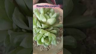 haworthia cooperi hot days care shortsvideo  Bloom with SI [upl. by Chace79]