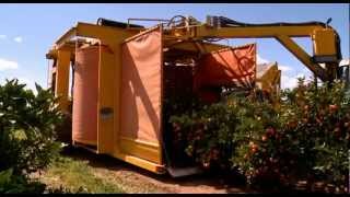 Citrus harvesting in Australia with a Nelson Harvester [upl. by Lucienne]