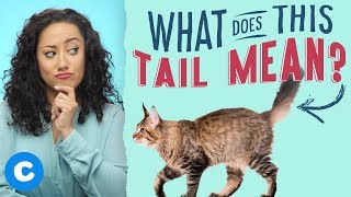 Cats Tail Meaning What Your Cats Tail Says About Her Mood  Chewy [upl. by Darell961]