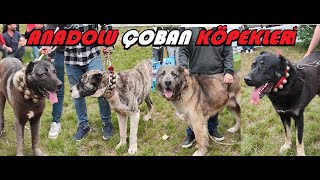 ANADOLUDAKİ BÜTÜN KÖPEKLERİN ÖZETİ ANADOLU ÇOBANLAR [upl. by Hunt949]