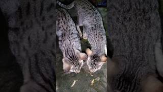 Two cutest 😻 cat eating bones cat kittty trending cute kitti subscribe kitten catlover [upl. by Epul]