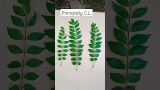 Type of Compound leaf 🌿🌱shorts biology ncert [upl. by Saiasi]