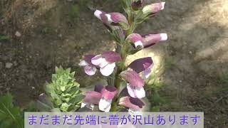 Acanthus mollis アカンサス モリス 花 20240627 [upl. by Naginnarb515]