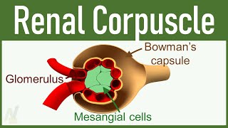 02 Nephron Structure Renal Corpuscle [upl. by Siari484]