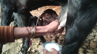 goat milk 1 litre goat farmer daily blog goat trendingvideo BASAYYAHIREMATH goat farmer [upl. by Eiderf328]