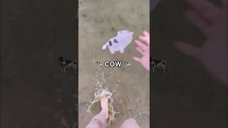 I DESTROYED SALLY THE COW 😭💔🐄 RIP amazon stress ball fidget [upl. by Dauf]