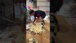 Shearing a sheep in 60 seconds [upl. by Bruni]