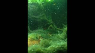 American Flagfish Attacks Large Clarkii Crayfish [upl. by Lennaj515]