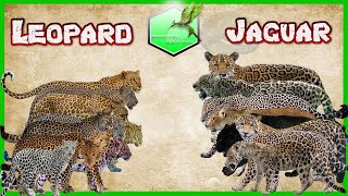 Leopard vs Jaguar Comparison Size LİVİNG EXTİNCT [upl. by Llekim351]