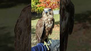 Lanner Falcon  Habibi ❤️ [upl. by Semyaj729]