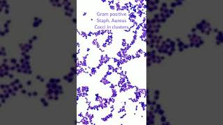 Staphylococcus aureus under microscopeGram positive coccicocci in clusters microscopybacteria [upl. by Pernick]