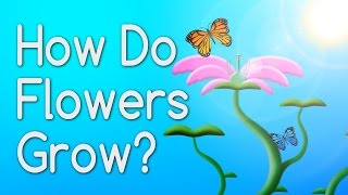 How Do Flowers Grow From Seeds [upl. by Maurili]