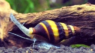 Assassin Snail Clea helena formerly Anentome helena [upl. by Mloclam]