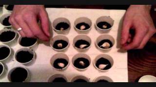 Seeds going in the grow box pt 1 [upl. by Naniac]