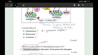 Do it Photosynthesis Part1 [upl. by Enylodnewg219]