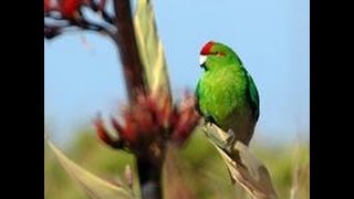 Kakariki for Bird of the year 2013 [upl. by Adonis]