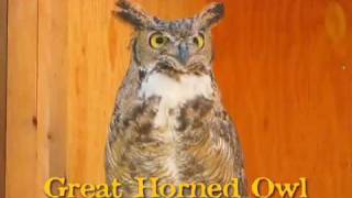 Great Horned Owl hooting [upl. by Etnohc]