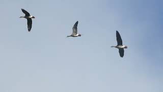 Greater Whitefronted Goose  Kolgans  Achttienhoven NL  14112024 [upl. by Anelav]