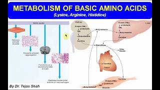 Metabolism of basic amino acids II Lysine Arginine Histidine II Biochemistry II by Dr Tejas Shah [upl. by Roland]