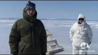 Voyage Observation des phoques du Baïkal avec BaikalNature [upl. by Kohler]