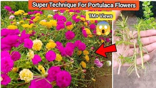 How to grow Portulaca from stems 🌻 How to grow portulaca from cuttings [upl. by Peddada399]