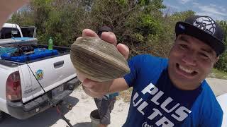 Foraging for MASSIVE Quahog Clams  Clam Pot Pie [upl. by Yssor]