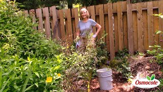 Pruning Hardy Fuchsias [upl. by Talbot]