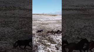 Wild Brumbies of the Snowy Mountains australia brumbies travel [upl. by Haceber]