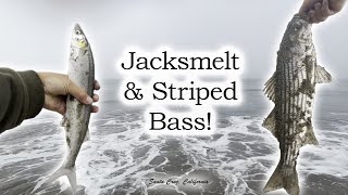 Jacksmelt and Striped Bass Surf Fishing Santa Cruz California [upl. by Levenson]