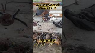 HUNTING QUAIL WITH quotNIKENquot BROWN GOSHAWK  POINT MELIMPAH RUAH [upl. by Volpe107]