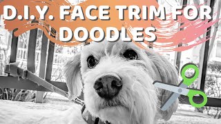 How to Trim Your Doodles Face  Aussiedoodle Labradoodle Goldendoodle Bernedoodle Grooming [upl. by Millan]