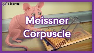 Meissner Corpuscle Mnemonic [upl. by Luy656]