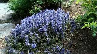 Chocolate Chip Ajuga  Ajuga Chocolate Chip  Flowering Groundcover  Bugleweed [upl. by Aiasi585]