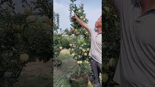 Apple tree side branch pruning process Good tools and machinery can increase work efficiency [upl. by Rotceh251]