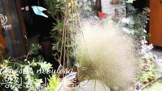 봄에 심은 구름초 구경하세요  agrostis nebulosa  Cloud grass gardening [upl. by Alix952]