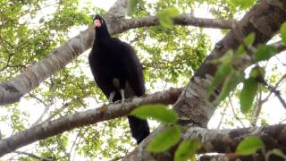 Black Curassow  Crax alector  Smoothbilled Curassow  boom call curassow [upl. by Ritchie]