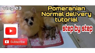 Vlog 02  Pomeranian Giving Birth Tutorial normal deliver [upl. by Dnomder485]