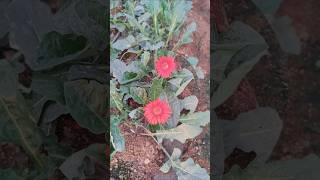 Gerbera Aurantiaca shorts travel nature monteriavillage gerberaflowers [upl. by Nalniuq]