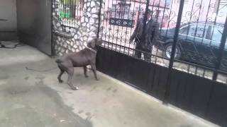 Cane corso guarding skills 1 [upl. by Oirasec]