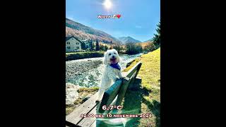 Livigno Willy🐶❤️ 10 novembre 2024 [upl. by Lin981]