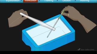 Cryotop Embryo Vitrification Animation [upl. by Assirim]