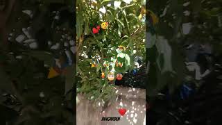 Pachira aquatica tree plants moneyplant gardens leaf plant happybirthday [upl. by Adine]