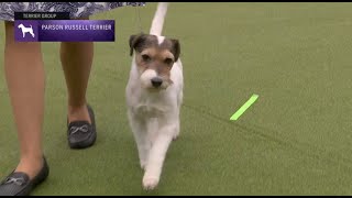 Parson Russell Terriers  Breed Judging 2023 [upl. by Uehttam]