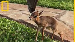 Estos antílopes de especies distintas se han hecho amigos  National Geographic en Español [upl. by Selle]