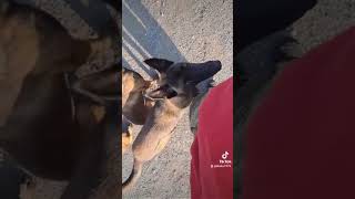 Belgian shepherd Malinois [upl. by Elma275]