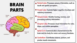 Parts of the BrainHuman Brain Structure and Function  Aftab Academy YT Channel [upl. by Eanej]